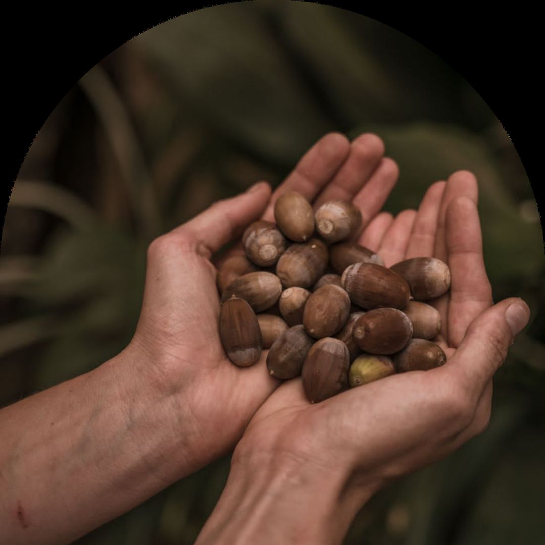 Botanicals held in two hands