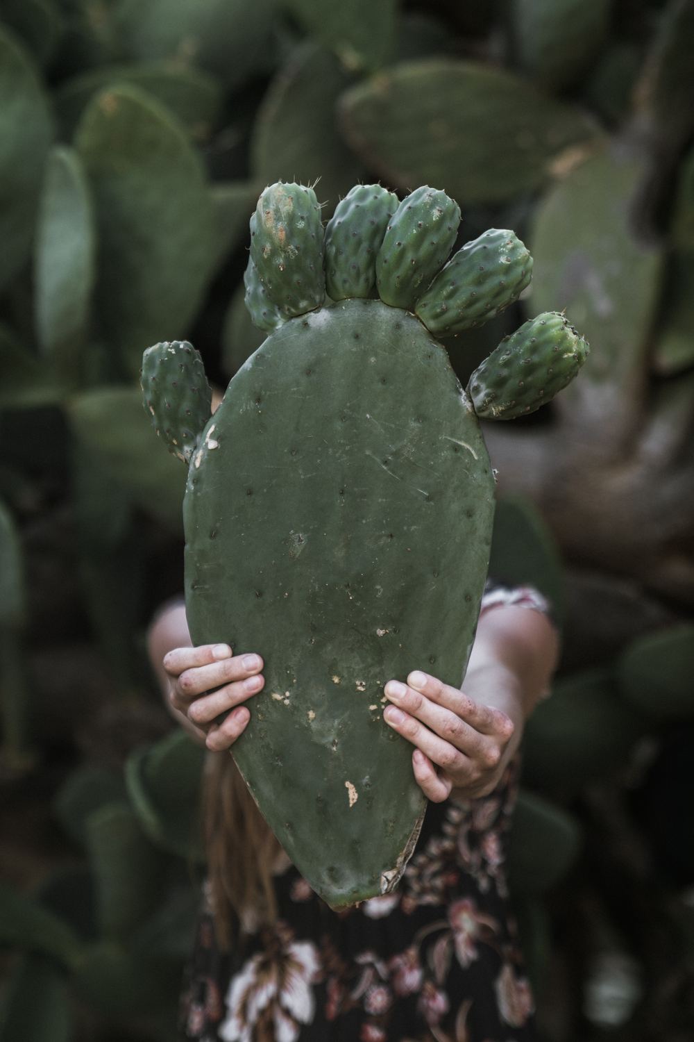 Foraged botanicals, picked by hand